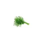 Dill 100g