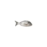 Fresh Farmed Sea Bream