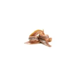 Anchovies No1 Bulk
